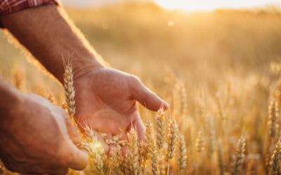 Estas son las reducciones en el IRPF 2024 para agricultores y ganaderos en módulos