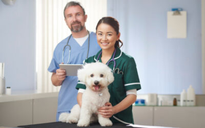 ¿Es posible pedir la baja laboral para cuidar a una mascota?